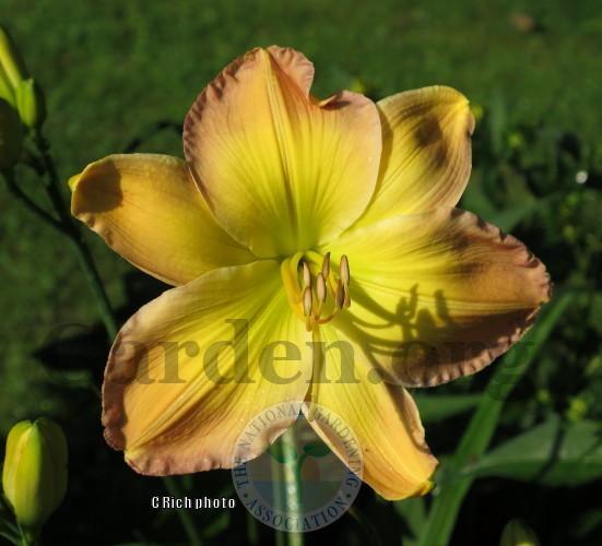 Photo of Daylily (Hemerocallis 'Substantial Evidence') uploaded by Char