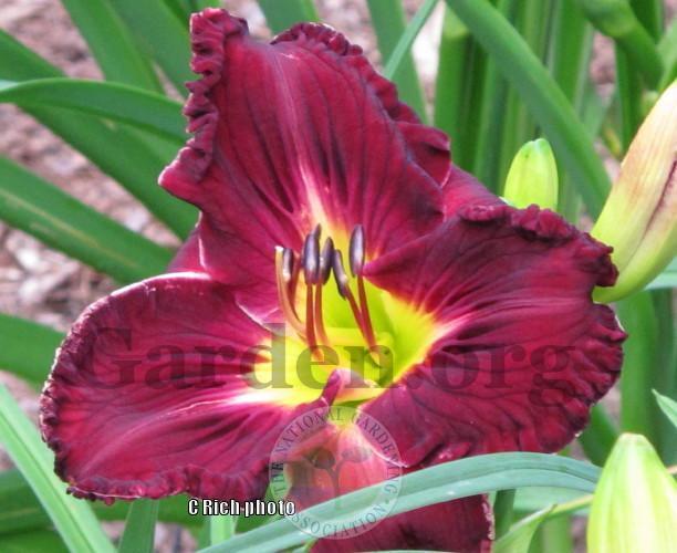 Photo of Daylily (Hemerocallis 'Parting the Red Sea') uploaded by Char
