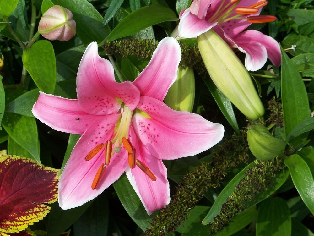 Photo of Lily (Lilium 'Sorbonne') uploaded by HollyAnnS