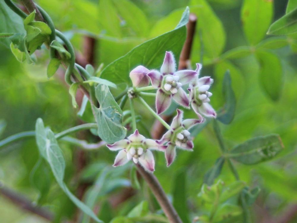 Photo of Climbing Milkweed Vine (Funastrum cynanchoides) uploaded by LindaTX8