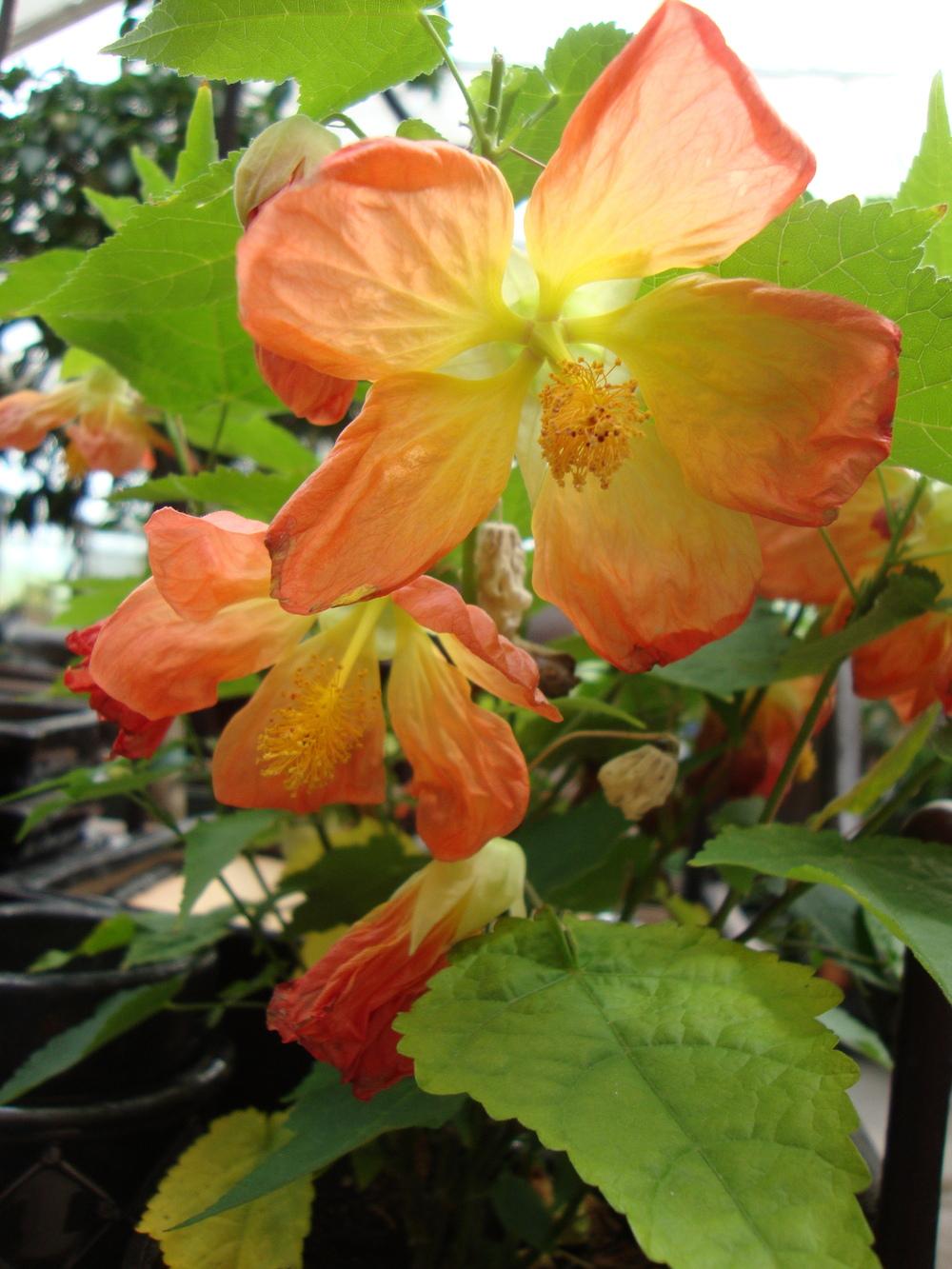 Photo of Flowering Maple (Abutilon Lucky Lantern™ Tangerine) uploaded by Paul2032