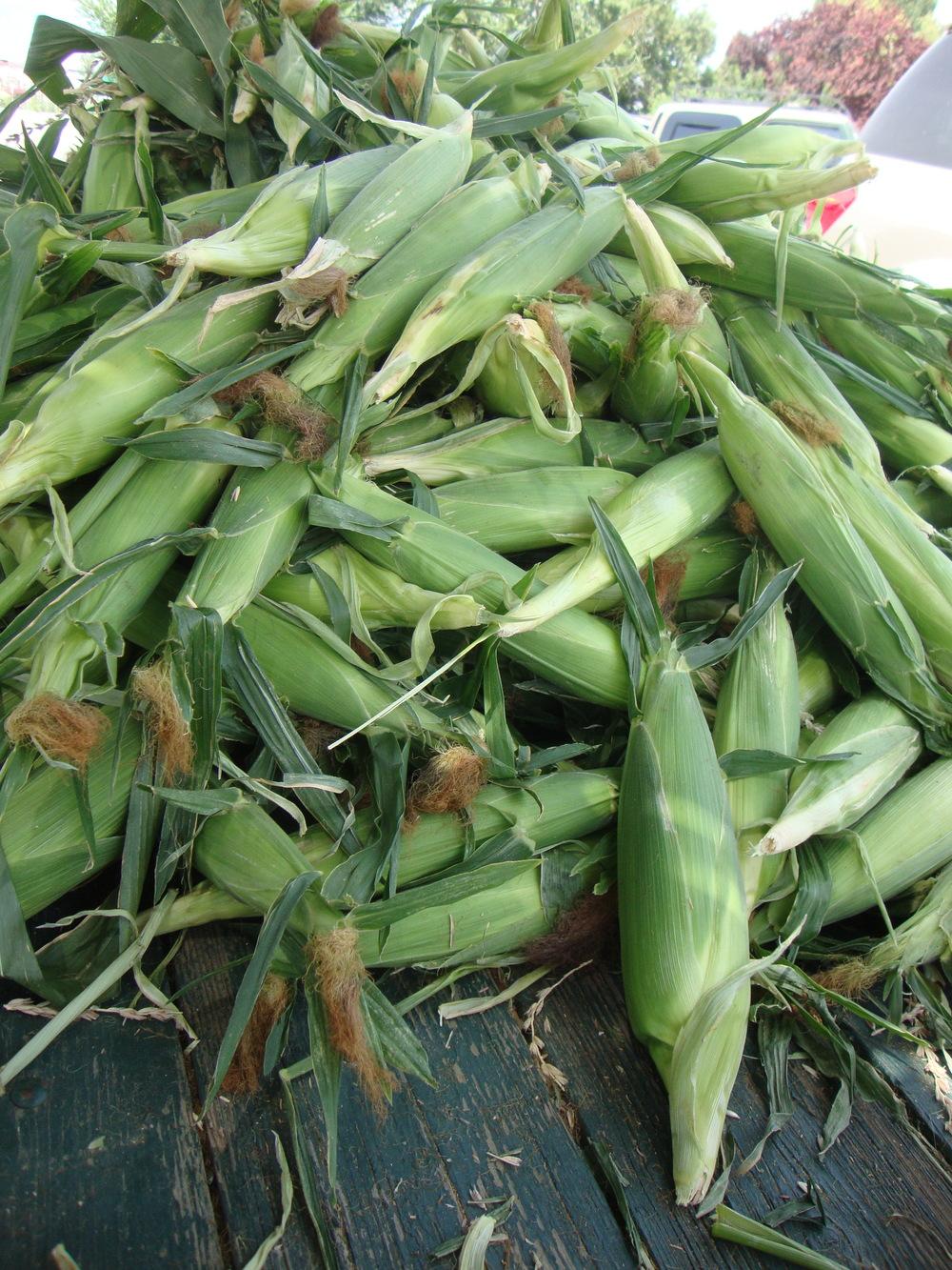 Photo of Sweet Corn (Zea mays subsp. mays 'Luscious') uploaded by Paul2032