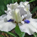 Growing Irises in Spite of Borers