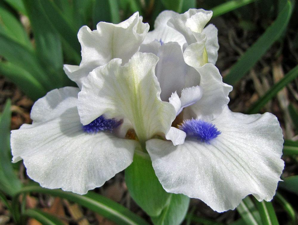 Photo of Standard Dwarf Bearded Iris (Iris 'Bluebeard's Ghost') uploaded by TBGDN