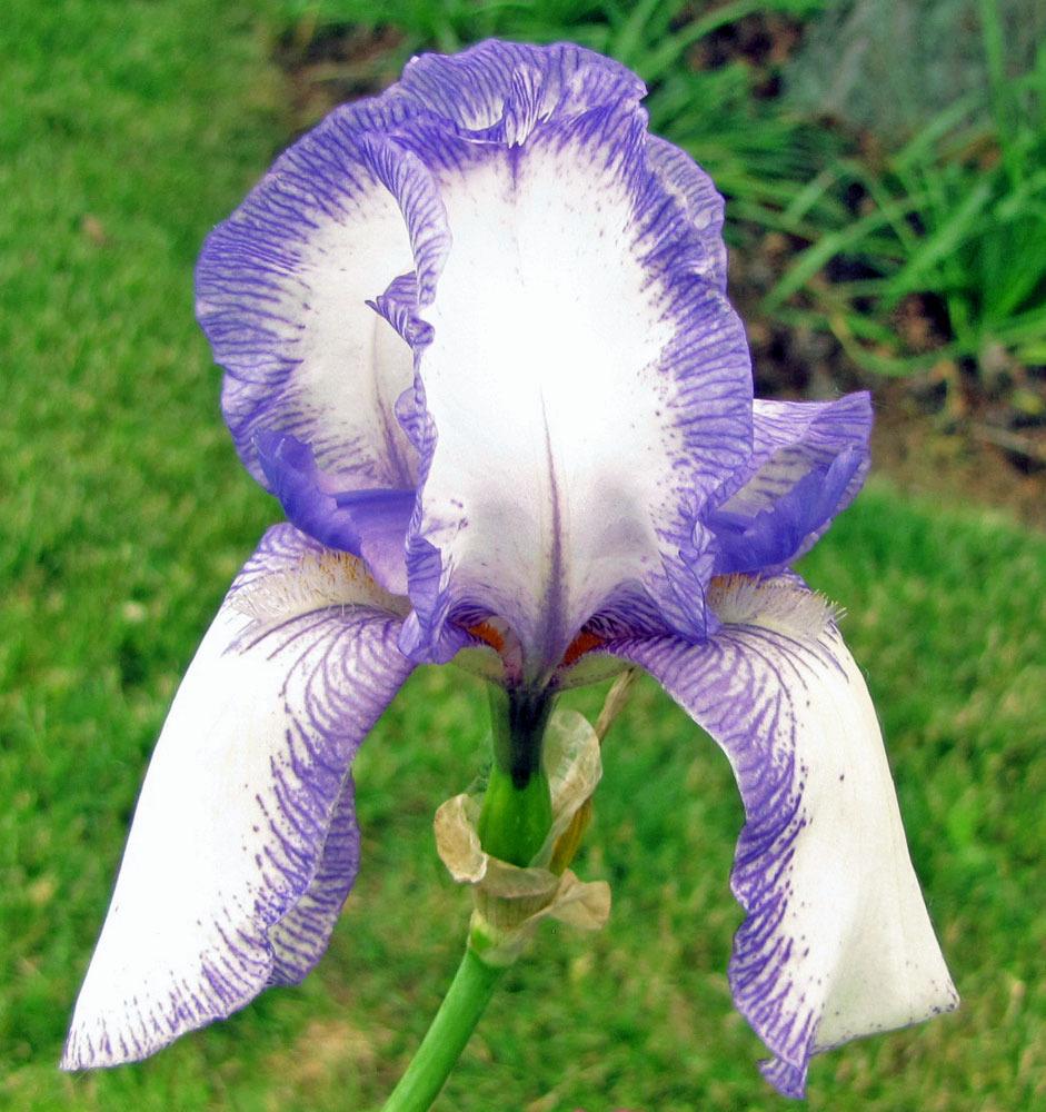Photo of Tall Bearded Iris (Iris 'Mme. Chereau') uploaded by TBGDN