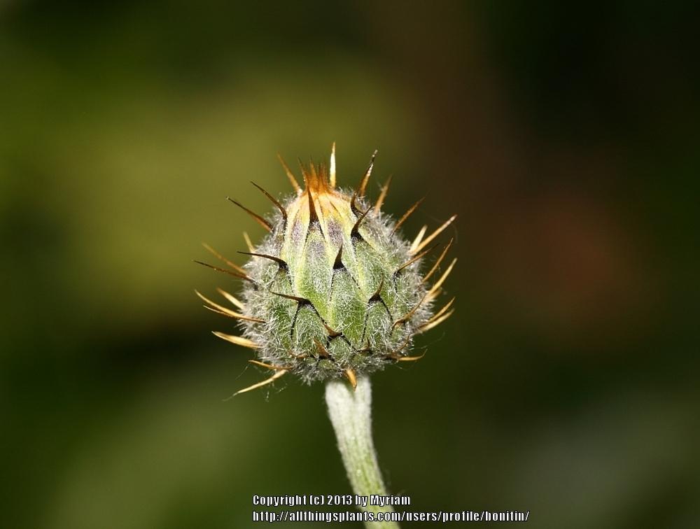 Photo of Volutaria muricata 'Desert Star' uploaded by bonitin