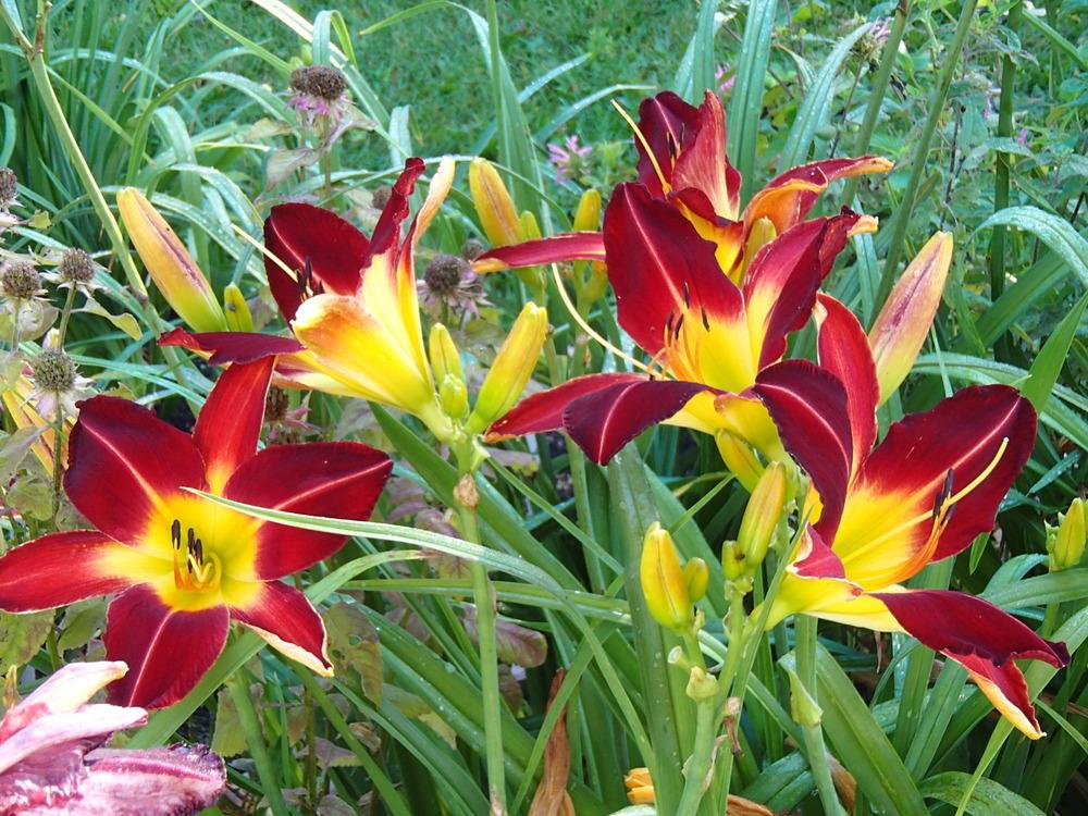 Photo of Daylily (Hemerocallis 'Spider to the Fly') uploaded by philljm