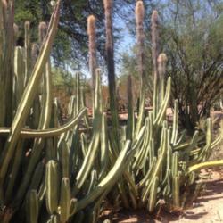 Location: Desert Botanical Gardens, Phoenix, Arizona
Date: 2013-08-07
Mature specimens