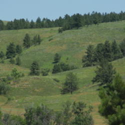 Location: Black Hills of South Dakota
Date: 2013-07-21