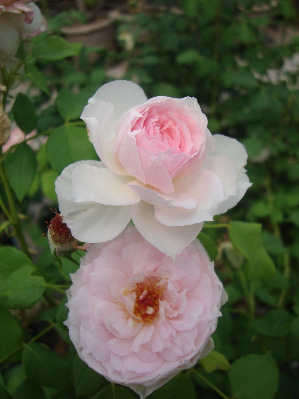 Photo of Rose (Rosa 'Eglantyne') uploaded by Paul2032