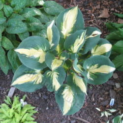 Location: Ottawa, ON
Date: 2013-07-11
'Lakeside Cupcake' looking good after most of my other hostas wer