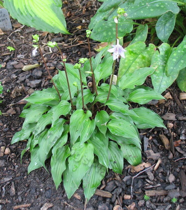 Photo of Hosta 'Little Red Rooster' uploaded by ViolaAnn
