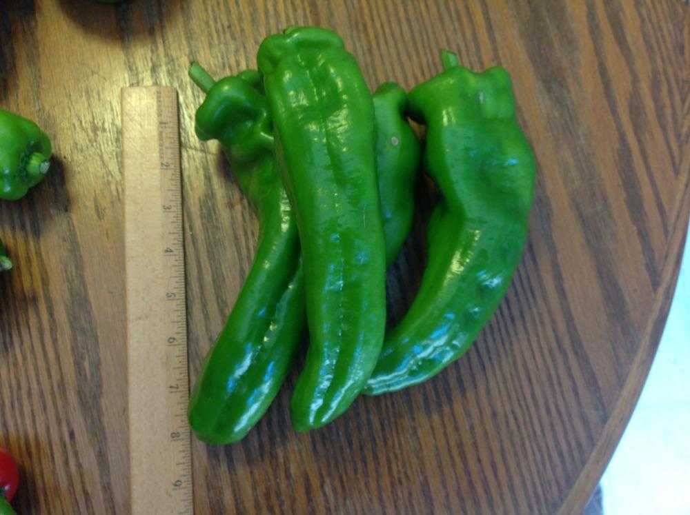 Photo of Sweet Pepper (Capsicum annuum 'Giant Marconi') uploaded by abhege