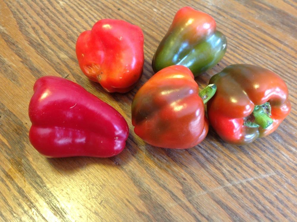 Photo of Pimento Pepper (Capsicum annuum 'Sweet Pimiento') uploaded by abhege