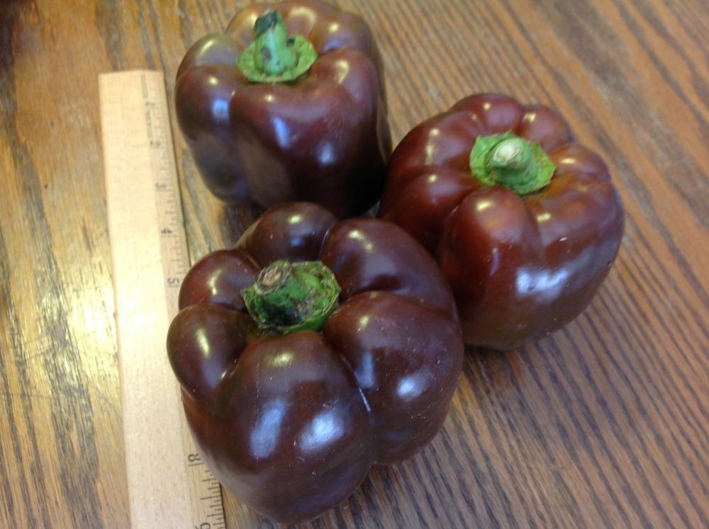 Photo of Bell Pepper (Capsicum annuum 'Chocolate Beauty') uploaded by abhege