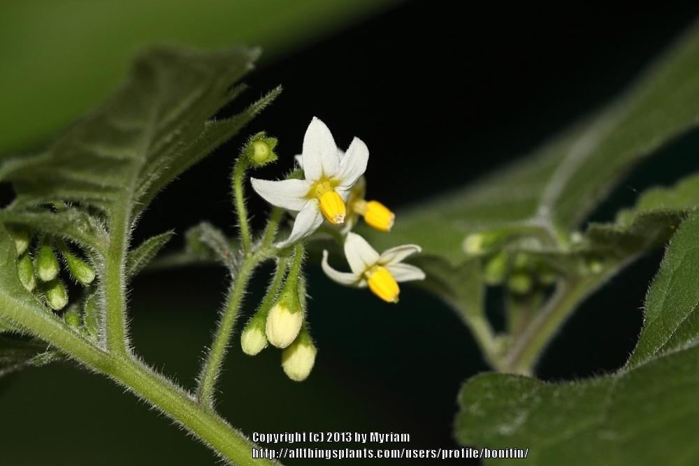 Photo of Black Nightshade (Solanum nigrum) uploaded by bonitin