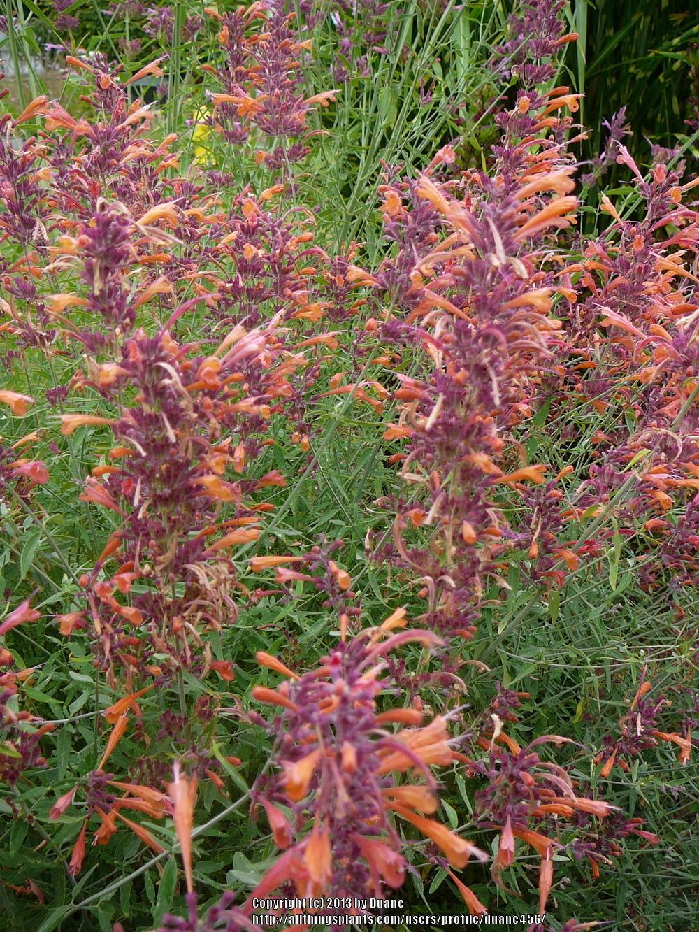 Photo of Sunset Hyssop (Agastache rupestris 'Apache Sunset') uploaded by duane456