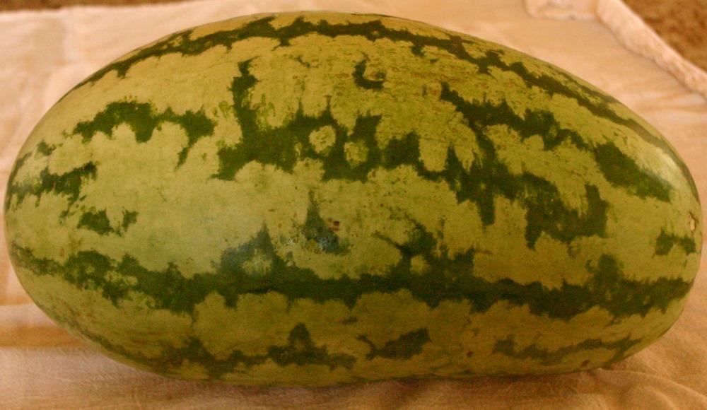 Photo of Watermelon (Citrullus lanatus 'Georgia Rattlesnake') uploaded by jon
