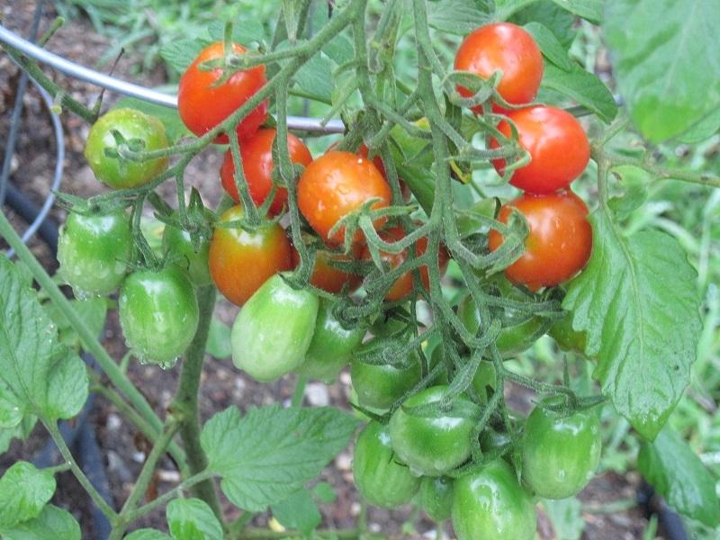 Photo of Tomato (Solanum lycopersicum 'Tami G') uploaded by robertduval14