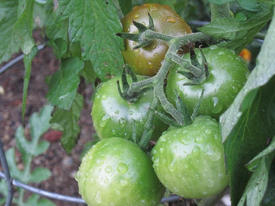 Photo of Tomato (Solanum lycopersicum 'Chocolate Cherry') uploaded by robertduval14