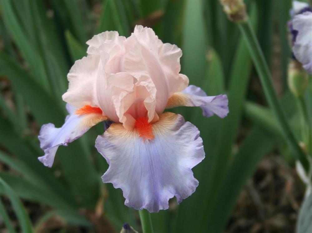 Photo of Tall Bearded Iris (Iris 'French Cancan') uploaded by KentPfeiffer