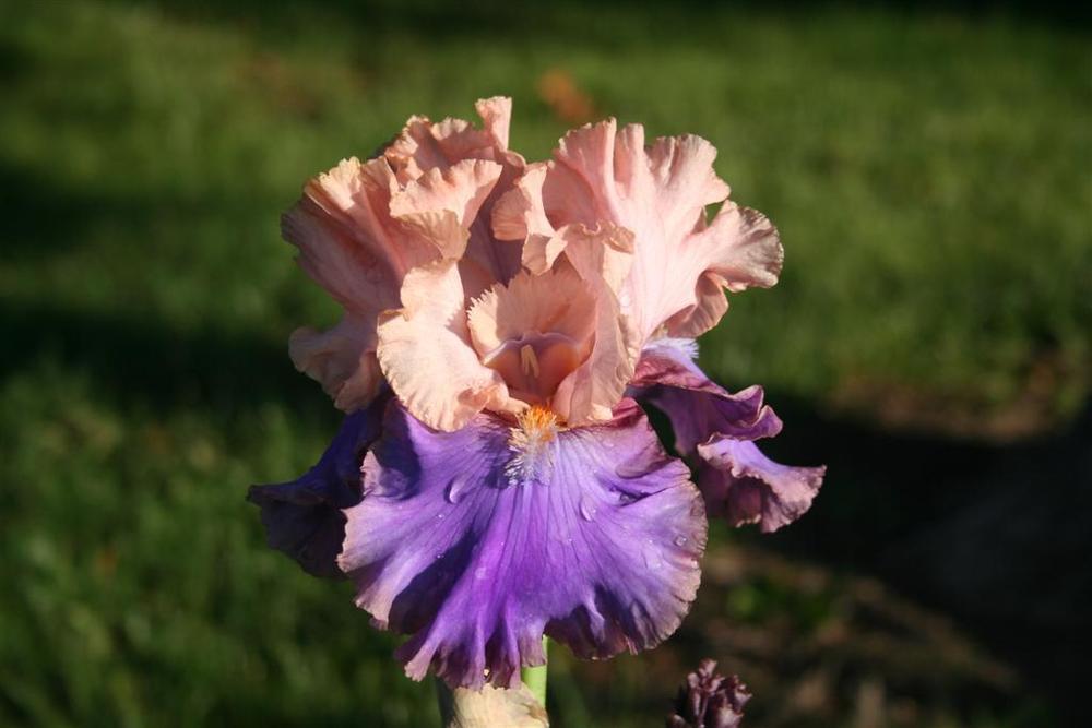 Photo of Tall Bearded Iris (Iris 'Florentine Silk') uploaded by KentPfeiffer