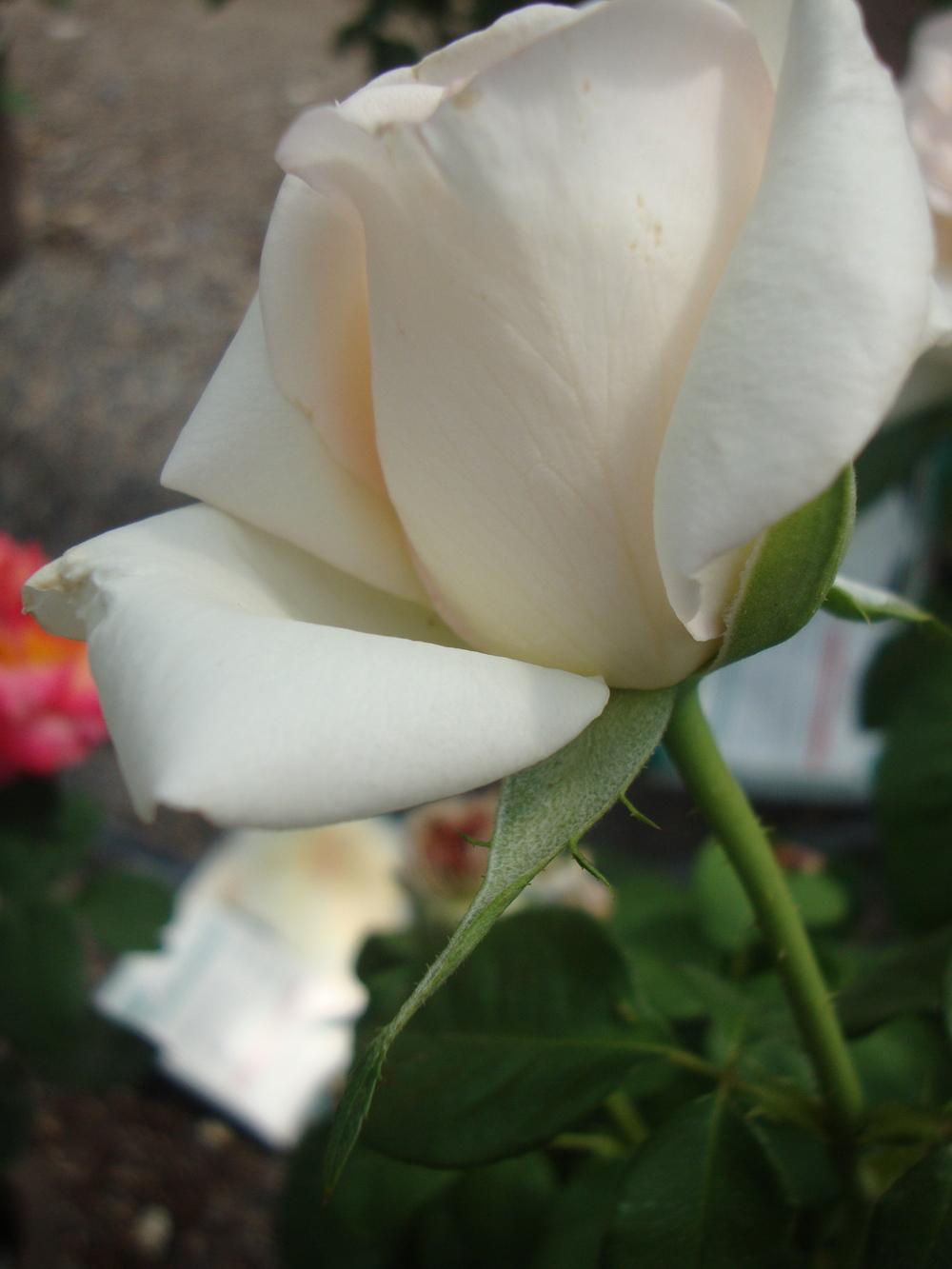 Photo of Rose (Rosa 'Schloss Ippenburg') uploaded by Paul2032