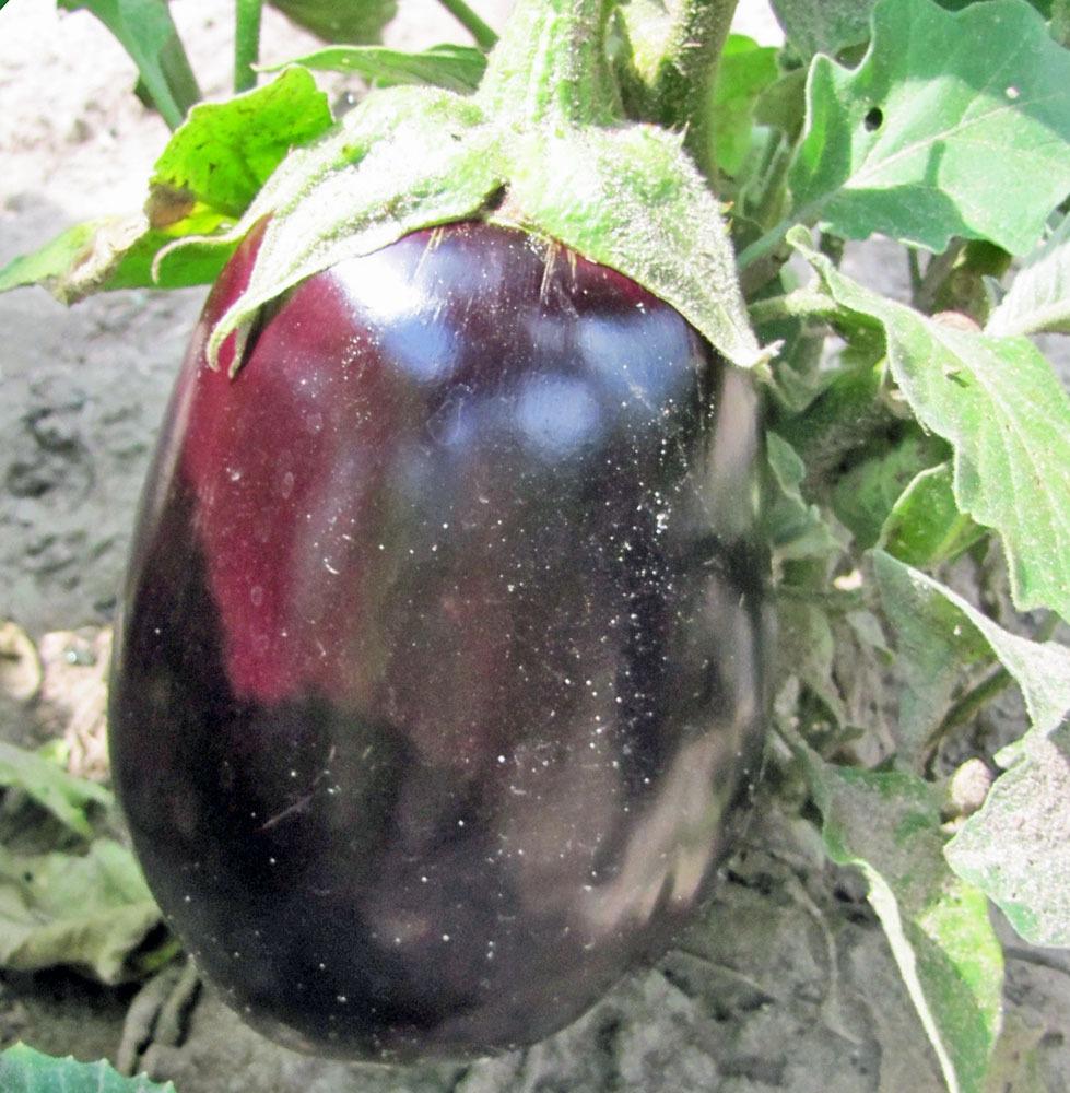 Photo of Eggplant (Solanum melongena 'Black Beauty') uploaded by TBGDN