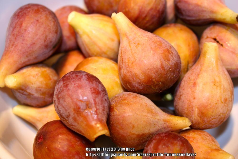 Photo of Common Fig (Ficus carica 'Brown Turkey') uploaded by TennesseeDave