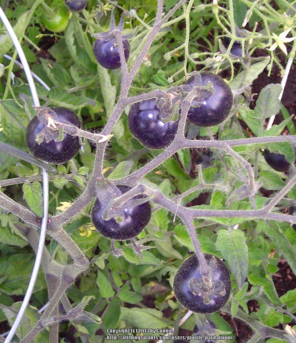 Photo of Tomato (Solanum lycopersicum 'Indigo Rose') uploaded by pardalinum