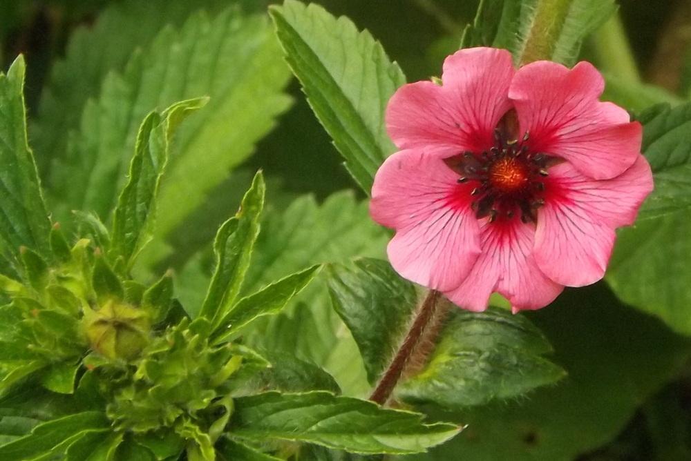 Photo of Nepal Cinquefoil (Potentilla nepalensis) uploaded by vic