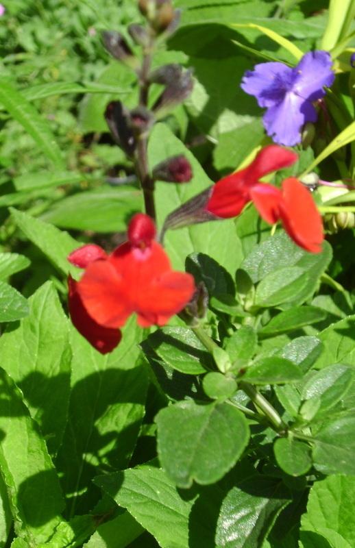 Photo of Salvia (Salvia microphylla 'Royal Bumble') uploaded by vic