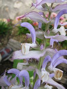 Photo of Sardinian Sage (Salvia desoleana) uploaded by vic