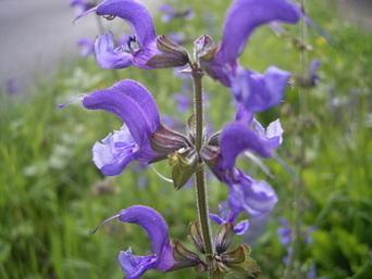 Photo of Sage (Salvia transsylvanica 'Blue Cloud') uploaded by vic