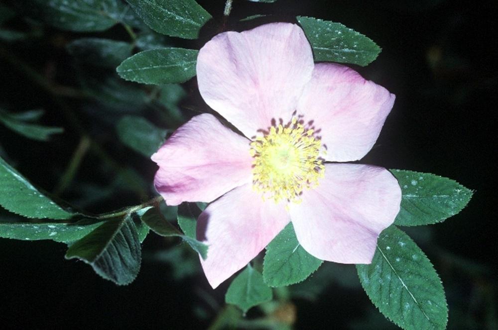 Photo of Swamp Rose (Rosa palustris) uploaded by vic