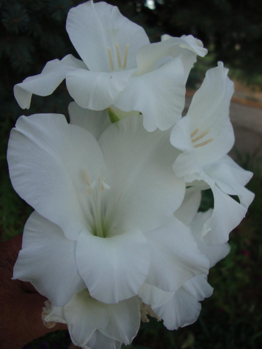 Photo of Gladiola (Gladiolus) uploaded by Paul2032