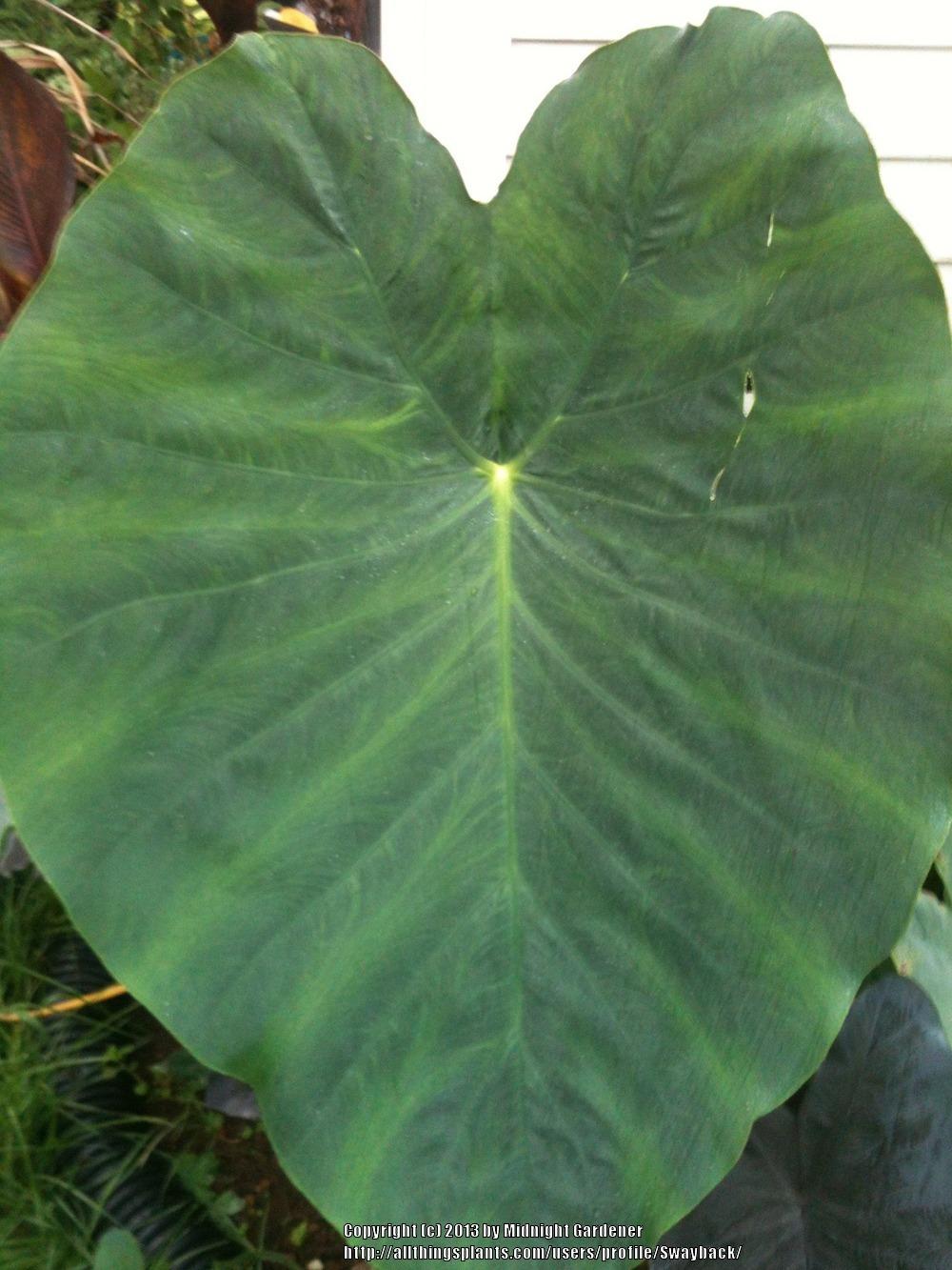 Photo of Taro (Colocasia esculenta 'Jack's Giant') uploaded by Swayback