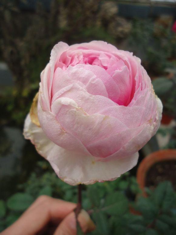 Photo of Rose (Rosa 'Fen Zhang Lou') uploaded by farmwind