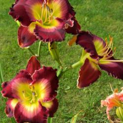 
Date: 2013-08-09
Fantastic scapes on this daylily!