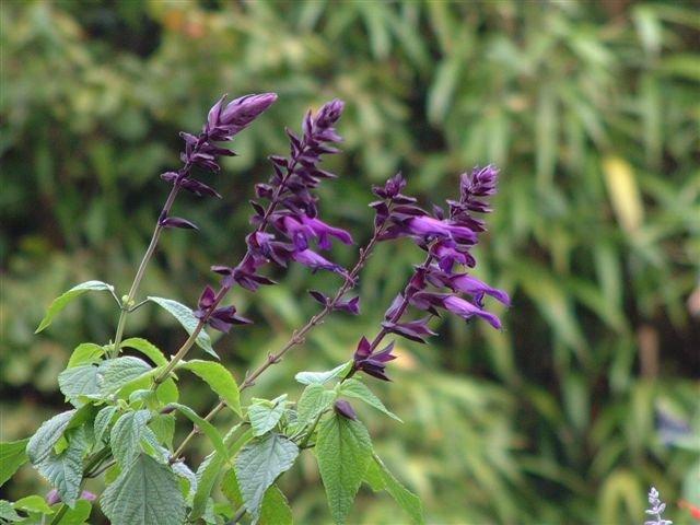 Photo of Salvia 'Black Knight' uploaded by vic