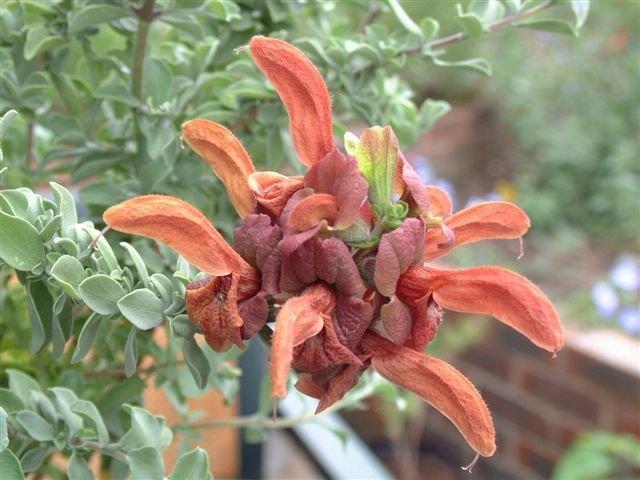 Photo of Brown Salvia (Salvia aurea) uploaded by vic