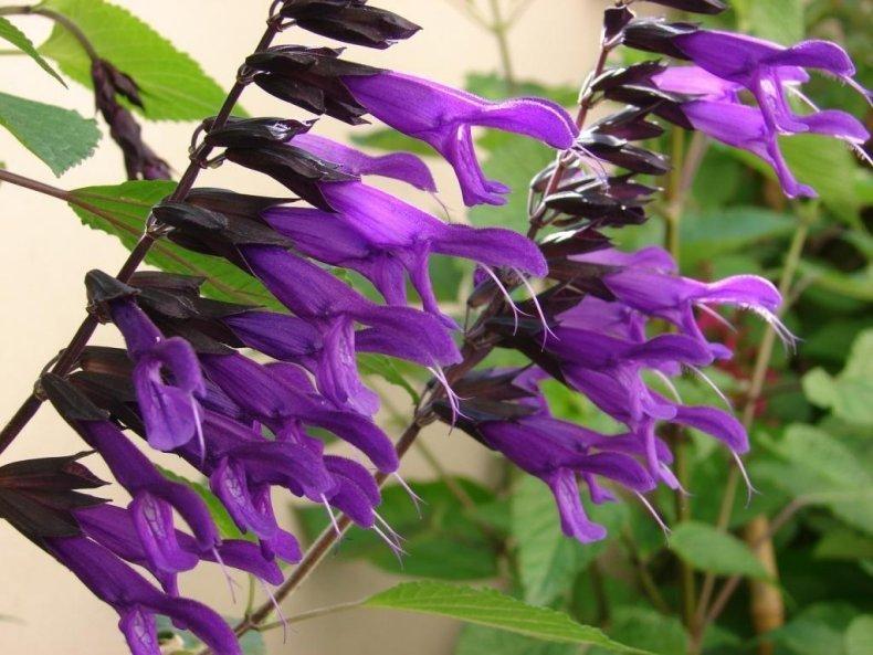 Photo of Salvia 'Amistad' uploaded by vic