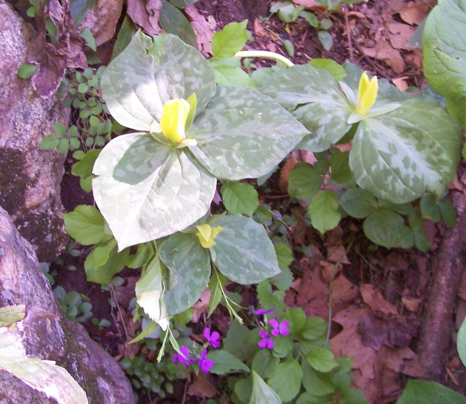 Photo of Yellow Trillium (Trillium luteum) uploaded by vic