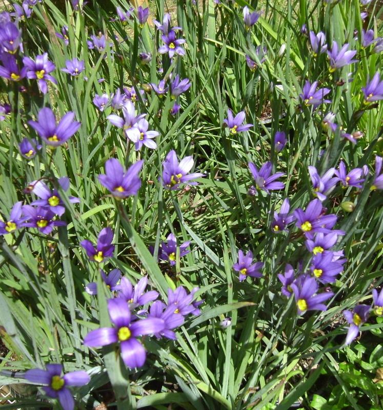 Photo of Narrowleaf Blue-Eyed Grass (Sisyrinchium angustifolium) uploaded by vic