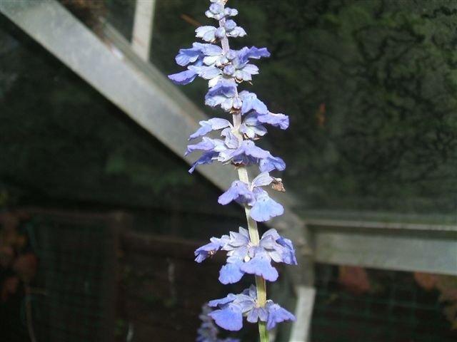 Photo of Salvia (Salvia lavanduloides) uploaded by vic