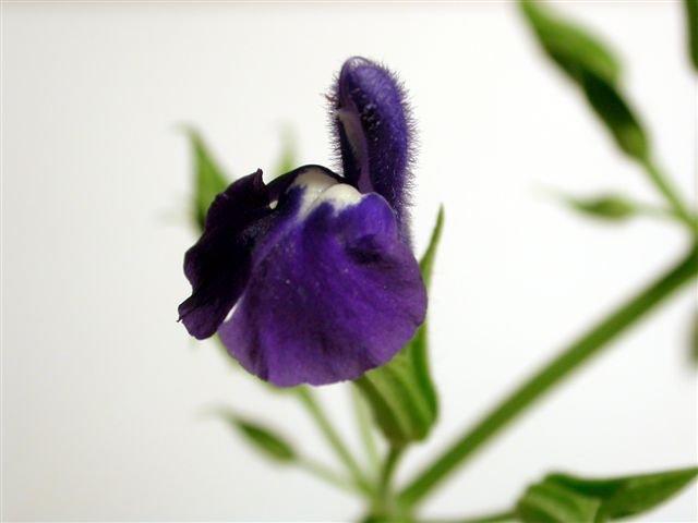 Photo of Salvia (Salvia amethystina subsp. ampelophylla) uploaded by vic