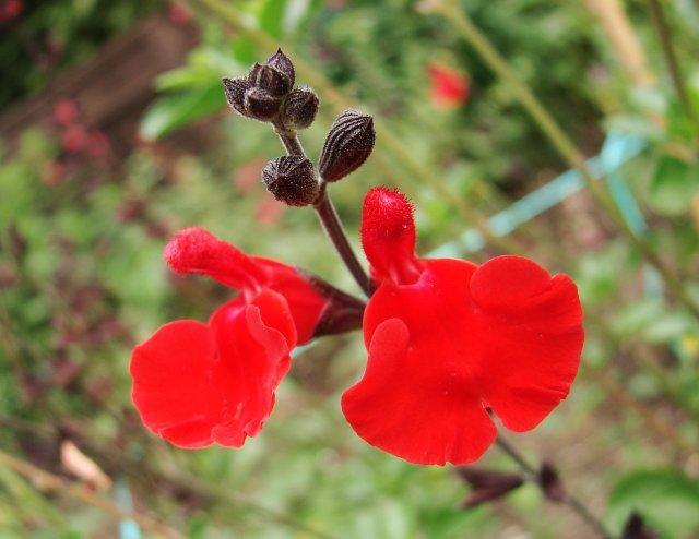 Photo of Eyelash Sage (Salvia blepharophylla 'Painted Lady') uploaded by vic