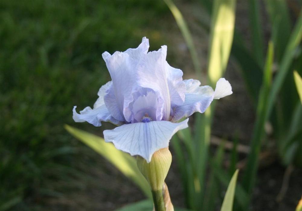 Photo of Border Bearded Iris (Iris 'Hoodoo Blues') uploaded by KentPfeiffer
