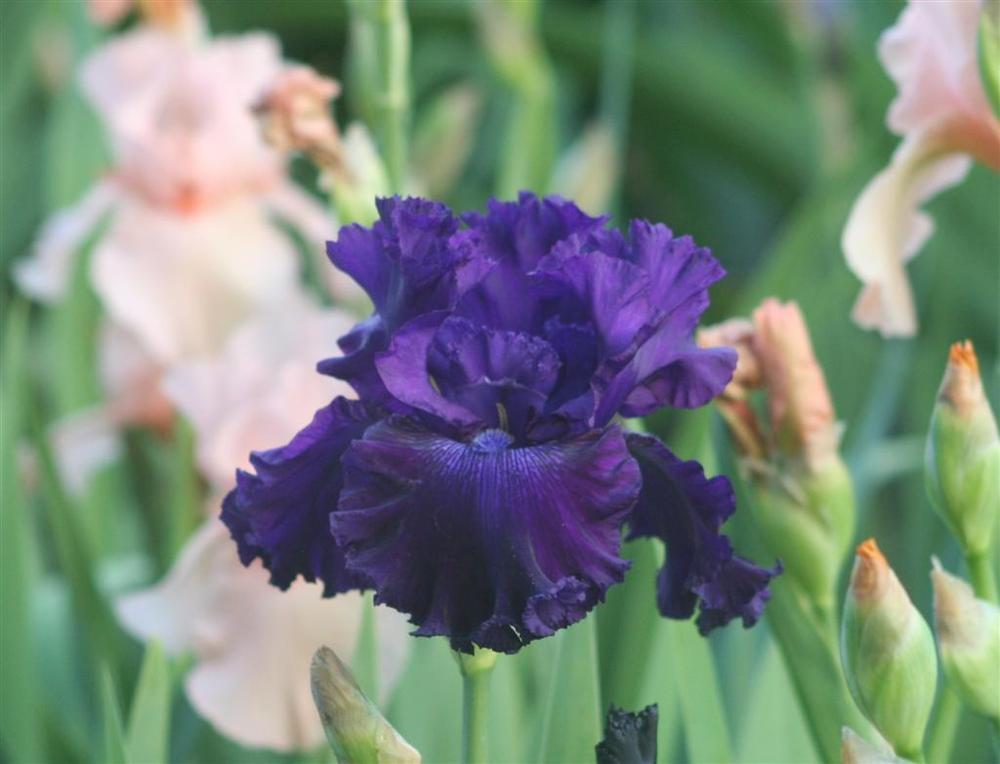 Photo of Tall Bearded Iris (Iris 'Hollywood Nights') uploaded by KentPfeiffer