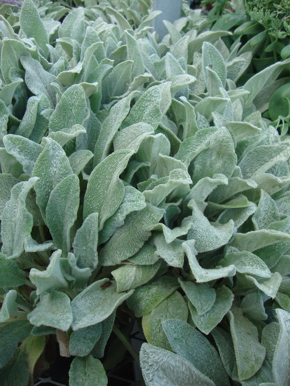 Photo of Lambs' Ears (Stachys byzantina) uploaded by Paul2032